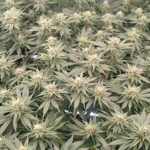 AK-47 growlog timeline photo
