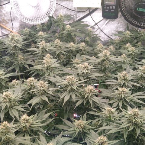 AK-47 growlog timeline photo