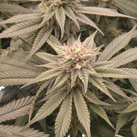 AK-47 growlog timeline photo
