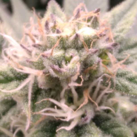 AK-47 growlog timeline photo