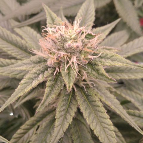 AK-47 growlog timeline photo