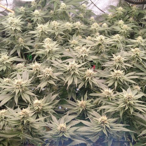AK-47 growlog timeline photo