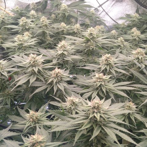 AK-47 growlog timeline photo
