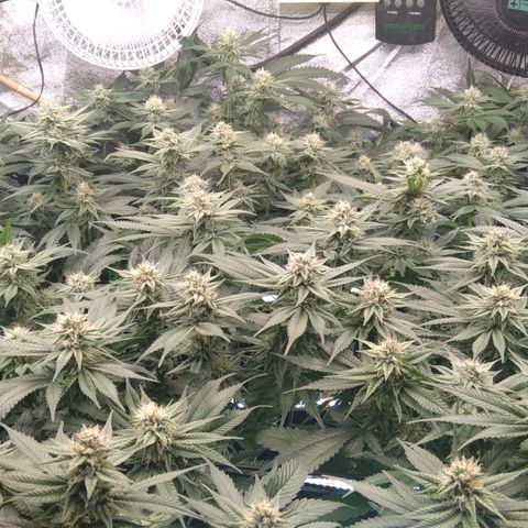 AK-47 growlog timeline photo