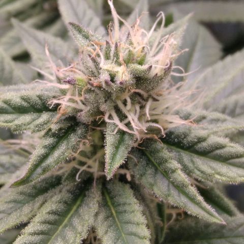 AK-47 growlog timeline photo