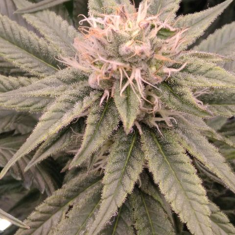 AK-47 growlog timeline photo