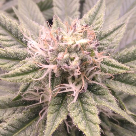 AK-47 growlog timeline photo