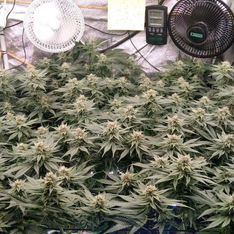 AK-47 growlog timeline photo