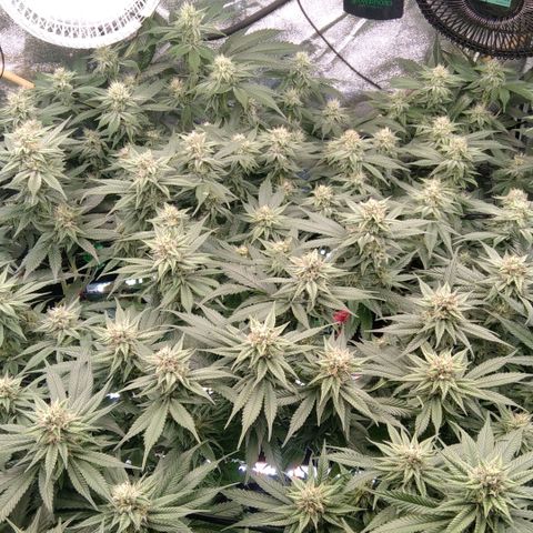 AK-47 growlog timeline photo