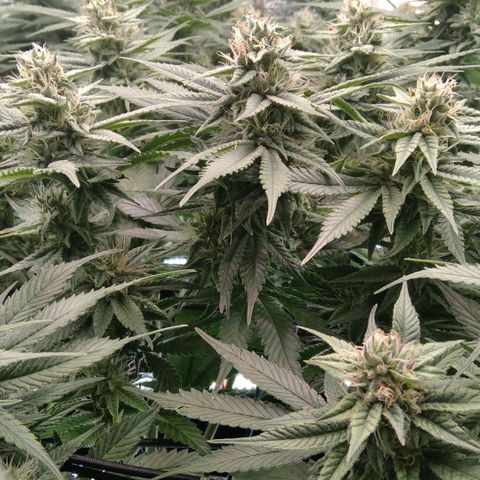 AK-47 growlog timeline photo