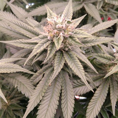 AK-47 growlog timeline photo