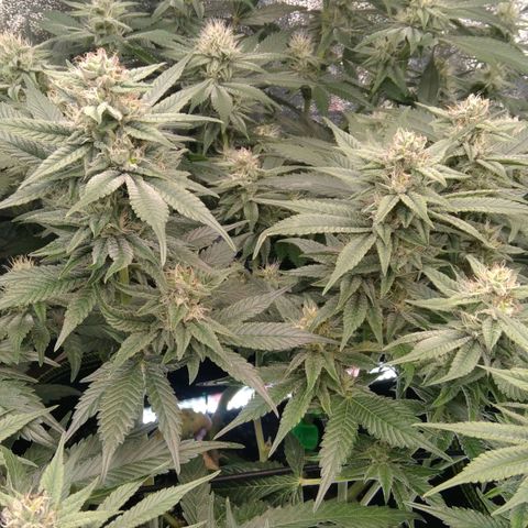 AK-47 growlog timeline photo