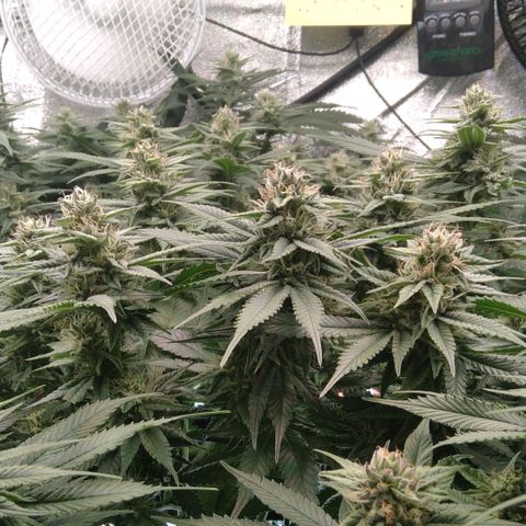 AK-47 growlog timeline photo