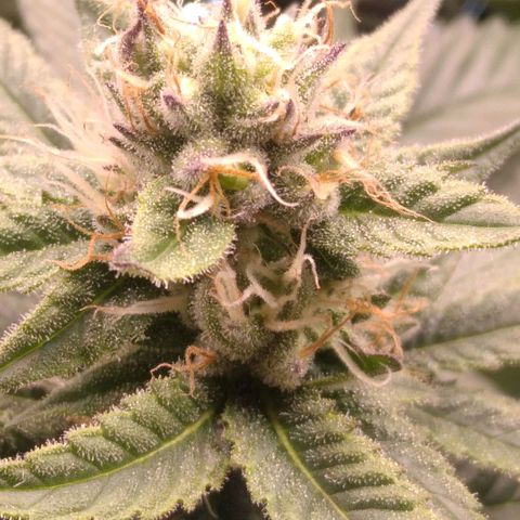 AK-47 growlog timeline photo