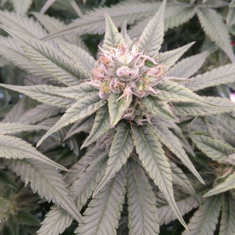 AK-47 growlog timeline photo