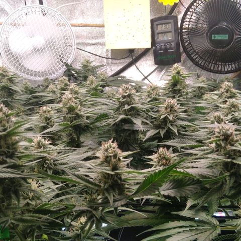 AK-47 growlog timeline photo