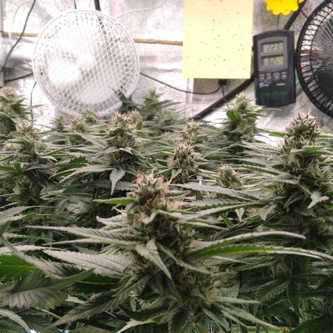 AK-47 growlog timeline photo