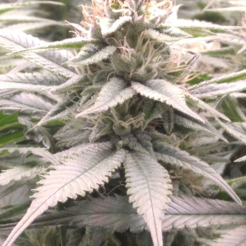 AK-47 growlog timeline photo