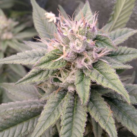 AK-47 growlog timeline photo