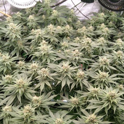 AK-47 growlog timeline photo