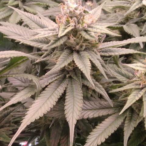 AK-47 growlog timeline photo