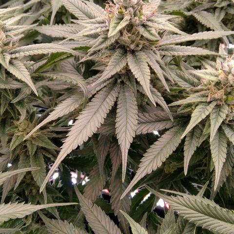 AK-47 growlog timeline photo