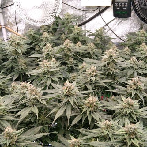 AK-47 growlog timeline photo