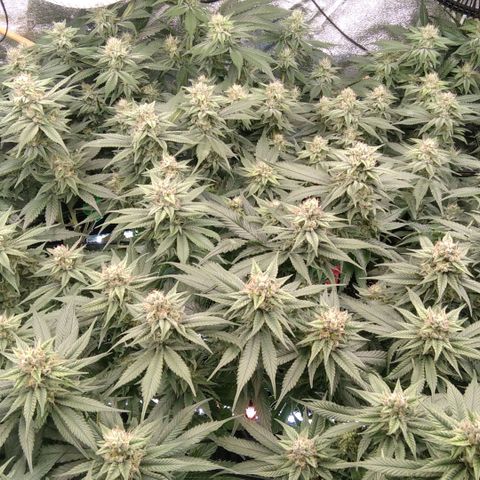 AK-47 growlog timeline photo