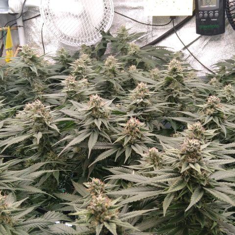 AK-47 growlog timeline photo