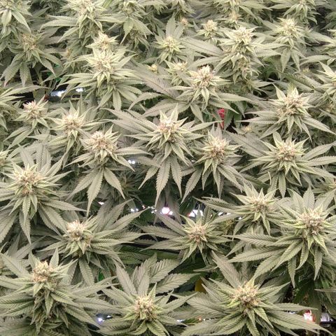 AK-47 growlog timeline photo
