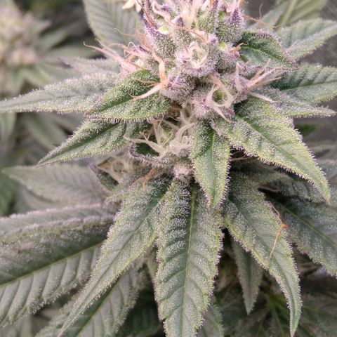AK-47 growlog timeline photo