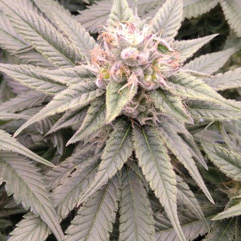 AK-47 growlog timeline photo