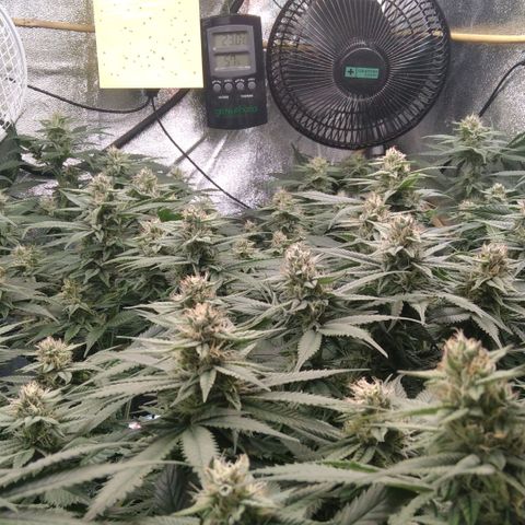 AK-47 growlog timeline photo