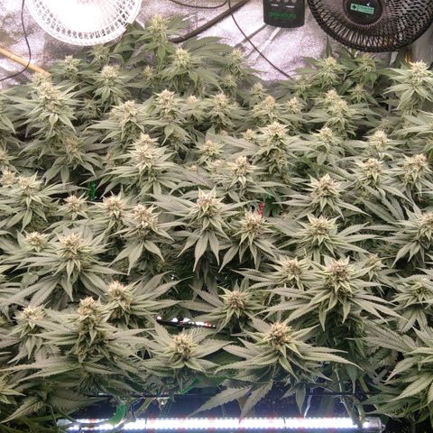 AK-47 growlog timeline photo