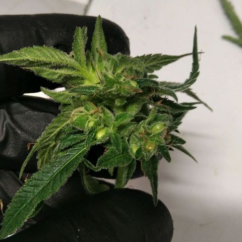 AK-47 growlog photo: ZWITTER ERKANNT