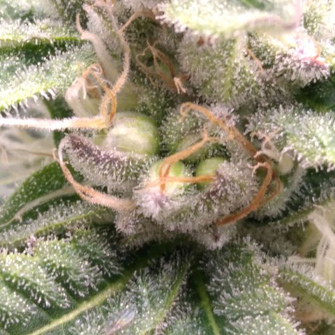AK-47 growlog photo: ZWITTER ERKANNT