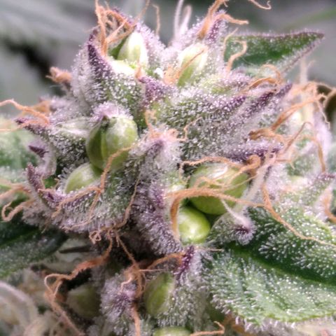 AK-47 growlog photo: ZWITTER ERKANNT