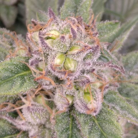 AK-47 growlog photo: ZWITTER ERKANNT
