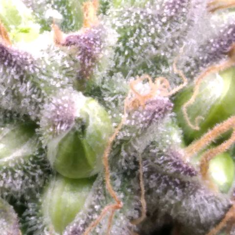 AK-47 growlog photo: ZWITTER ERKANNT