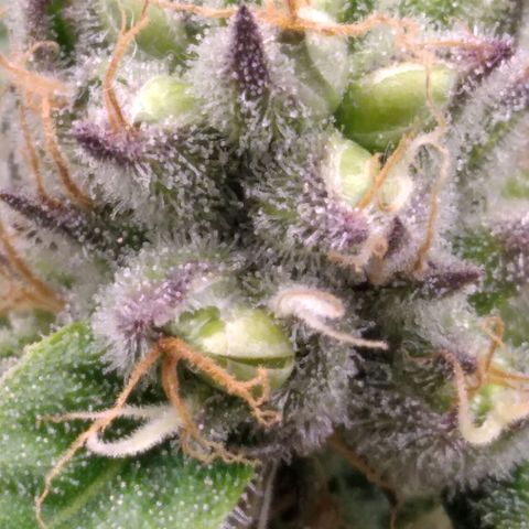 AK-47 growlog photo: ZWITTER ERKANNT