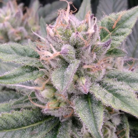 AK-47 growlog photo: ZWITTER ERKANNT