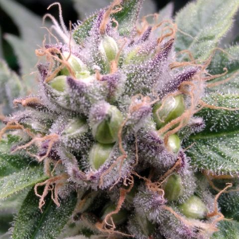 AK-47 growlog photo: ZWITTER ERKANNT