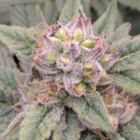AK-47 growlog photo: ZWITTER ERKANNT