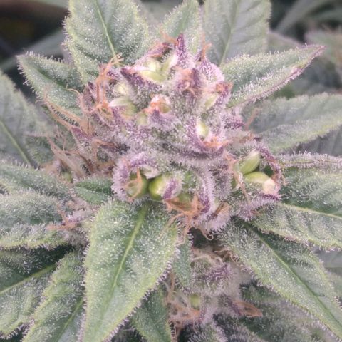 AK-47 growlog photo: Zwitter