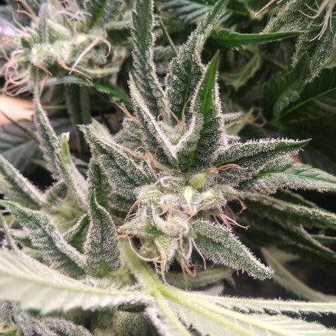 AK-47 growlog photo: Zwitter