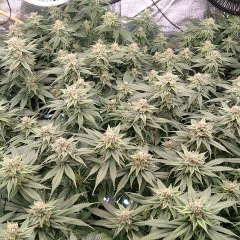 AK-47 growlog photo: ZWITTER ERKANNT