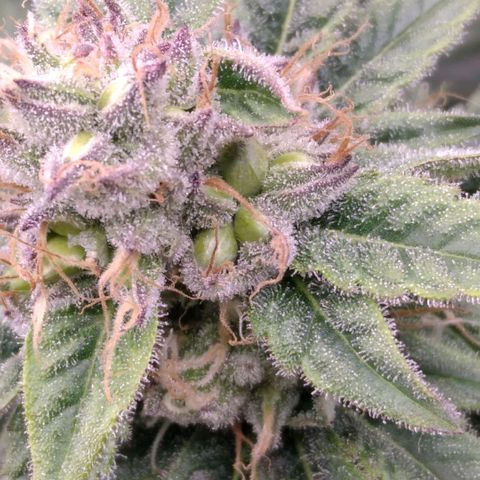 AK-47 growlog photo: ZWITTER ERKANNT