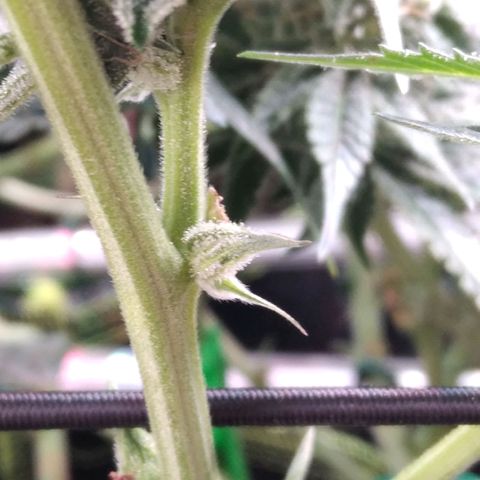 AK-47 growlog photo: ZWITTER ERKANNT