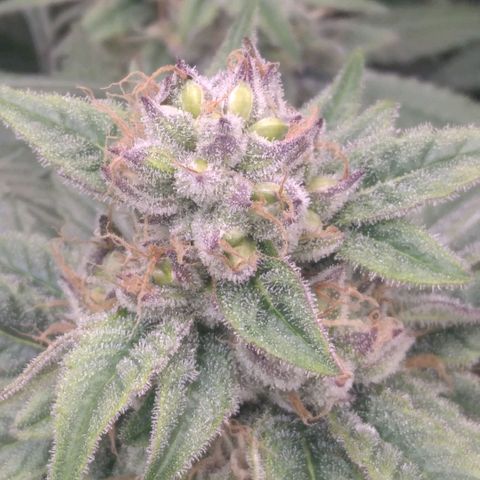 AK-47 growlog photo: Zwitter