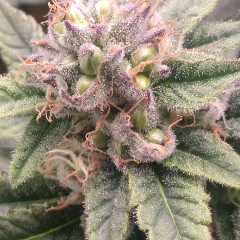 AK-47 growlog photo: Zwitter